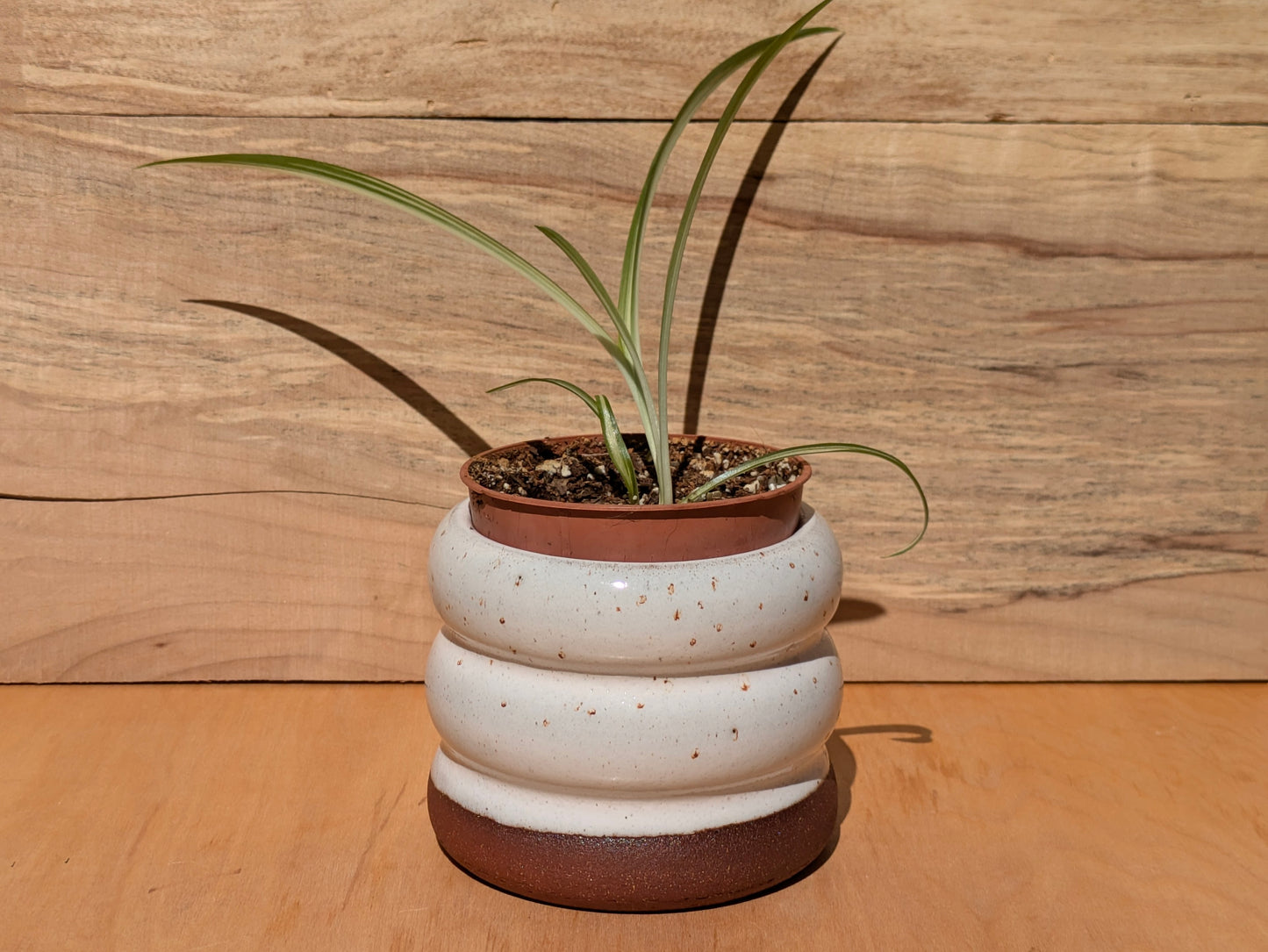 Plant Pot